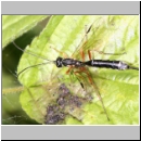 Rhyssella approximator - Schlupfwespe 07b 14mm-fdet03.jpg